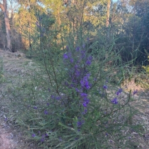 Hardenbergia violacea at Tathra, NSW - 26 Aug 2024