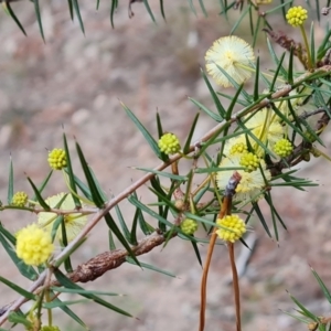 Acacia ulicifolia at Isaacs, ACT - 27 Aug 2024