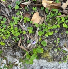 Viola hederacea at Bonny Hills, NSW - 27 Aug 2024 by lbradley