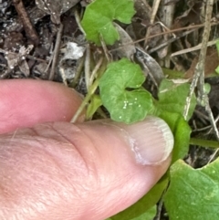 Viola banksii at Bonny Hills, NSW - 27 Aug 2024