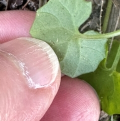 Viola banksii at Bonny Hills, NSW - 27 Aug 2024 04:16 PM