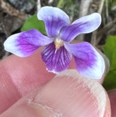 Viola banksii at Bonny Hills, NSW - 27 Aug 2024