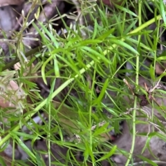 Asparagus aethiopicus at Bonny Hills, NSW - 27 Aug 2024 by lbradley