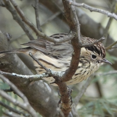 Pyrrholaemus sagittatus (Speckled Warbler) at Hall, ACT - 27 Aug 2024 by Anna123