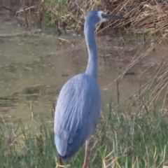 Egretta novaehollandiae (White-faced Heron) at Bonny Hills, NSW - 27 Aug 2024 by lbradley