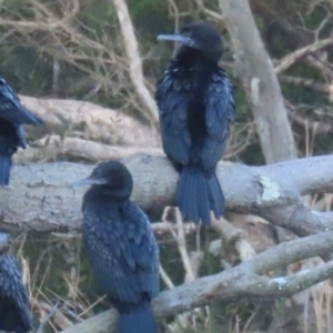 Phalacrocorax sulcirostris at Bonny Hills, NSW - 27 Aug 2024