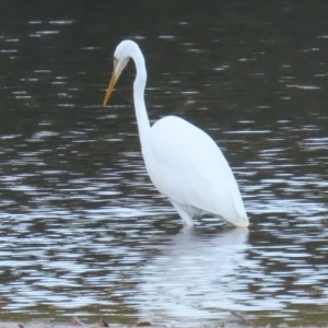 Ardea alba at Bonny Hills, NSW - 27 Aug 2024 04:52 PM