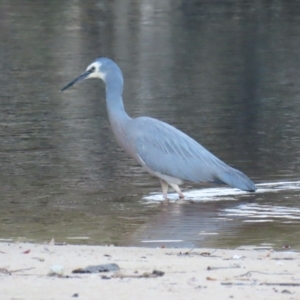 Egretta novaehollandiae at Bonny Hills, NSW - 27 Aug 2024 04:52 PM