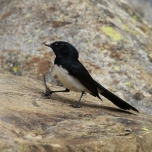 Rhipidura leucophrys at Gordon, ACT - 27 Aug 2024