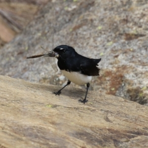 Rhipidura leucophrys at Gordon, ACT - 27 Aug 2024