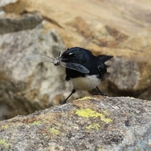 Rhipidura leucophrys at Gordon, ACT - 27 Aug 2024