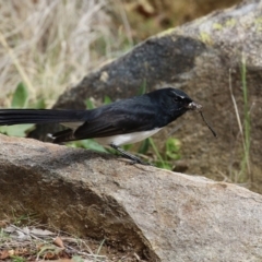 Rhipidura leucophrys at Gordon, ACT - 27 Aug 2024