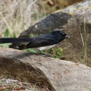 Rhipidura leucophrys at Gordon, ACT - 27 Aug 2024