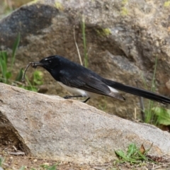 Rhipidura leucophrys at Gordon, ACT - 27 Aug 2024