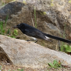 Rhipidura leucophrys at Gordon, ACT - 27 Aug 2024 12:27 PM