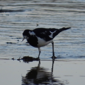 Grallina cyanoleuca at Bonny Hills, NSW - 27 Aug 2024