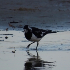 Grallina cyanoleuca at Bonny Hills, NSW - 27 Aug 2024