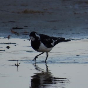 Grallina cyanoleuca at Bonny Hills, NSW - 27 Aug 2024