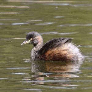 Tachybaptus novaehollandiae at Gordon, ACT - 27 Aug 2024