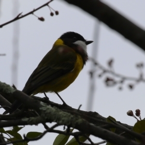 Pachycephala pectoralis at Gordon, ACT - 27 Aug 2024