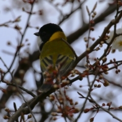 Pachycephala pectoralis at Gordon, ACT - 27 Aug 2024