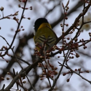 Pachycephala pectoralis at Gordon, ACT - 27 Aug 2024