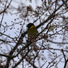 Pachycephala pectoralis at Gordon, ACT - 27 Aug 2024