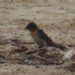 Hirundo neoxena (Welcome Swallow) at Bonny Hills, NSW - 27 Aug 2024 by lbradley