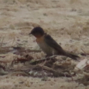 Hirundo neoxena at Bonny Hills, NSW - 27 Aug 2024 05:06 PM