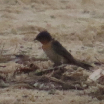 Hirundo neoxena (Welcome Swallow) at Bonny Hills, NSW - 27 Aug 2024 by lbradley