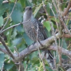 Anthochaera chrysoptera at Bonny Hills, NSW - 27 Aug 2024