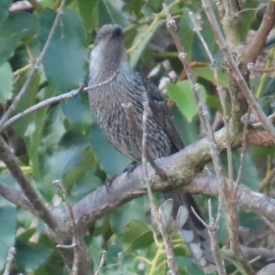 Anthochaera chrysoptera (Little Wattlebird) at Bonny Hills, NSW - 27 Aug 2024 by lbradley