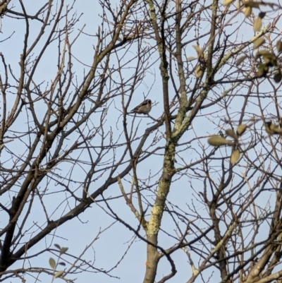 Carduelis carduelis (European Goldfinch) at Lawson, ACT - 27 Aug 2024 by mroseby