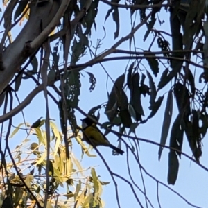 Pachycephala pectoralis at Lawson, ACT - 27 Aug 2024