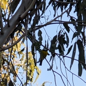 Pachycephala pectoralis at Lawson, ACT - 27 Aug 2024