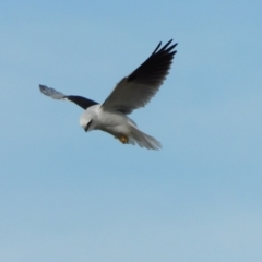 Elanus axillaris (Black-shouldered Kite) at Symonston, ACT - 27 Aug 2024 by CallumBraeRuralProperty