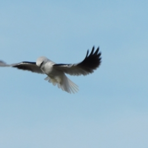 Elanus axillaris at Symonston, ACT - 27 Aug 2024