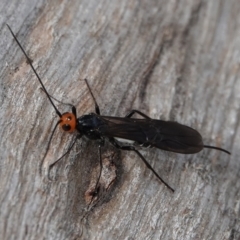 Callibracon capitator (White Flank Black Braconid Wasp) at Hall, ACT - 27 Aug 2024 by Anna123