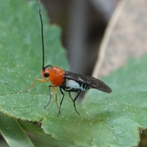 Braconidae (family) at Hall, ACT - 27 Aug 2024