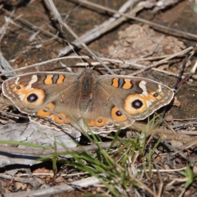 Junonia villida (Meadow Argus) at Hall, ACT - 26 Aug 2024 by Anna123