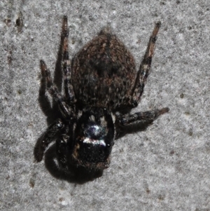 Salticidae (family) at Hall, ACT - 26 Aug 2024 10:42 AM