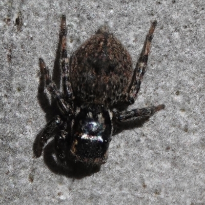 Salticidae (family) (Jumping spider) at Hall, ACT - 26 Aug 2024 by Anna123