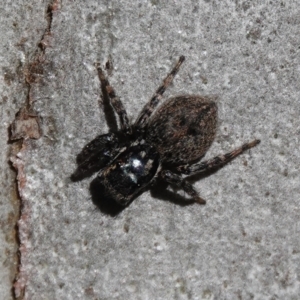 Salticidae (family) at Hall, ACT - 26 Aug 2024 10:42 AM