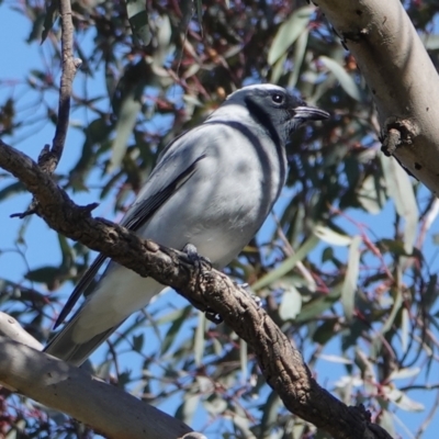 Coracina novaehollandiae (Black-faced Cuckooshrike) at Hall, ACT - 26 Aug 2024 by Anna123