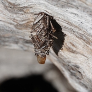 Psychidae IMMATURE (Unidentified Case moth or Bagworm) at Hall, ACT - 26 Aug 2024