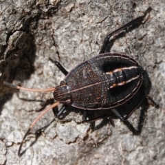 Theseus modestus (Gum tree shield bug) at Hall, ACT - 26 Aug 2024 by Anna123