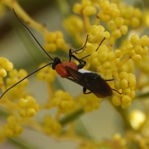 Braconidae (family) at Hall, ACT - 10 Aug 2024 02:14 PM