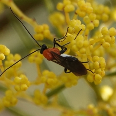 Braconidae (family) (Unidentified braconid wasp) at Hall, ACT - 10 Aug 2024 by Anna123