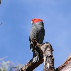 Callocephalon fimbriatum (Gang-gang Cockatoo) at Aranda, ACT - 27 Aug 2024 by LydiaB