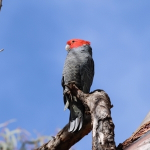 Callocephalon fimbriatum at Aranda, ACT - 27 Aug 2024